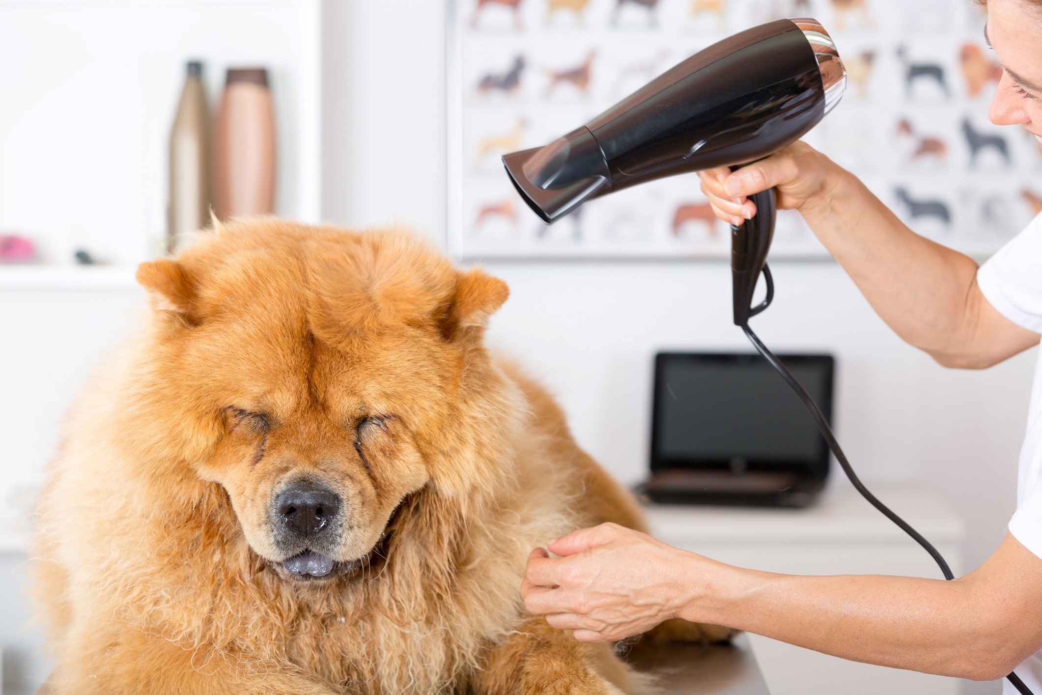 Pet Grooming Services