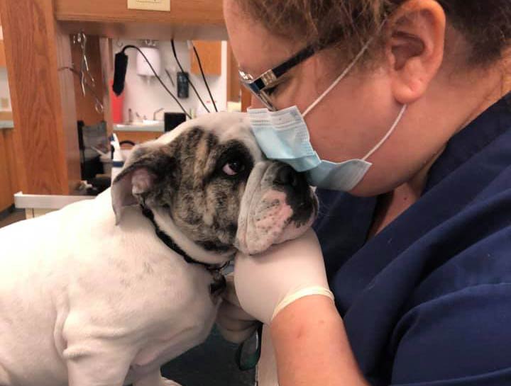 Pet Behavior Consultation