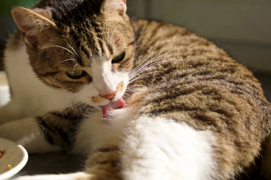 Behavior of a cat licking itself after eating