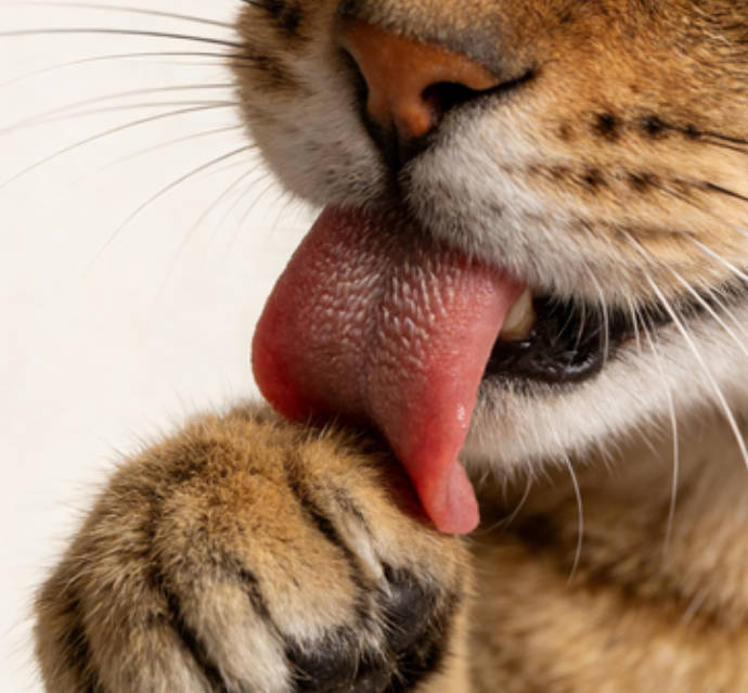The unique tongue of a cat
