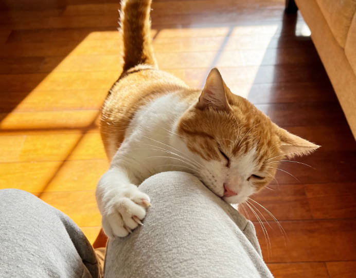 The cat rubs against you when you feed it.