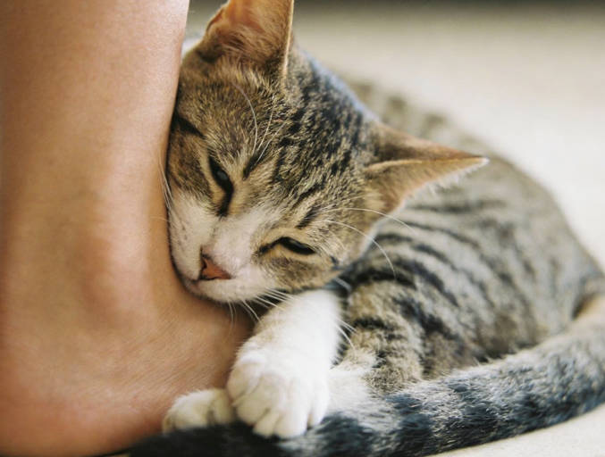 Why do cats rub against you after feeding?