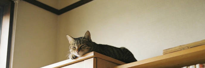 The cat climbed onto the wardrobe.