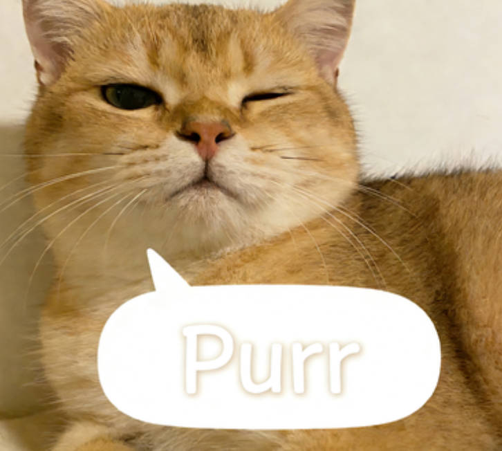 The sound of a cat lazily purring