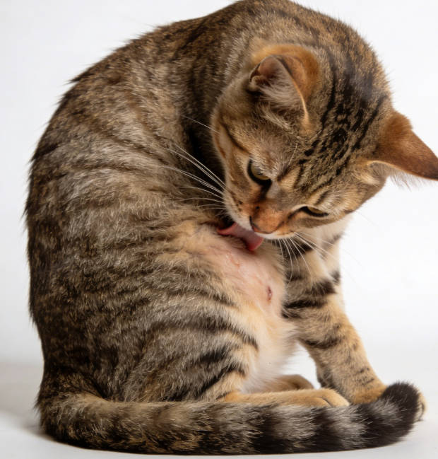 Signs of gastrointestinal discomfort in cats