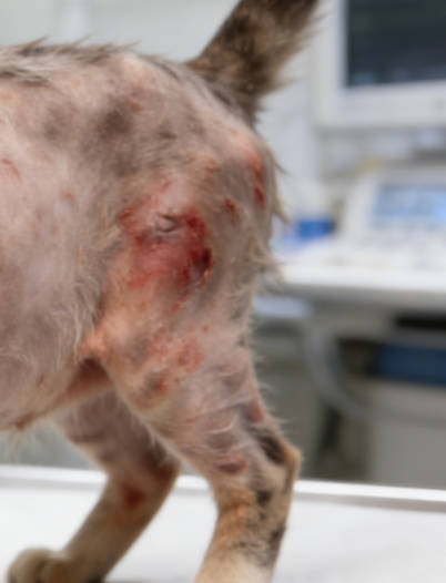 Common Symptoms of Malassezia Infection