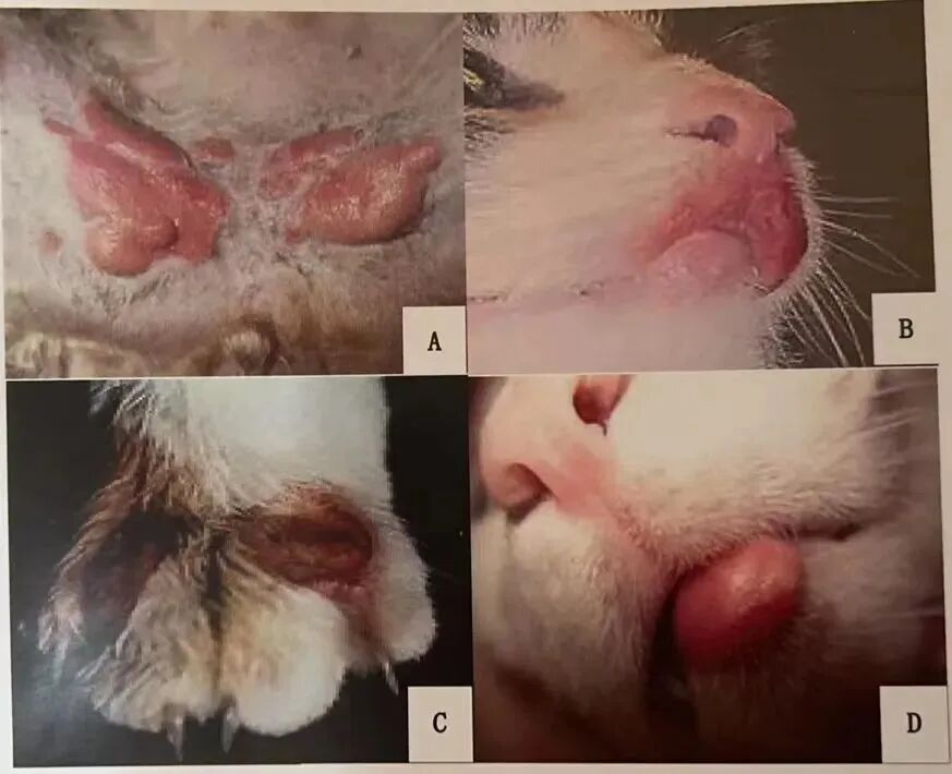 Feline Eosinophilic Granuloma