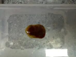 Symptoms in cats with more severe infections