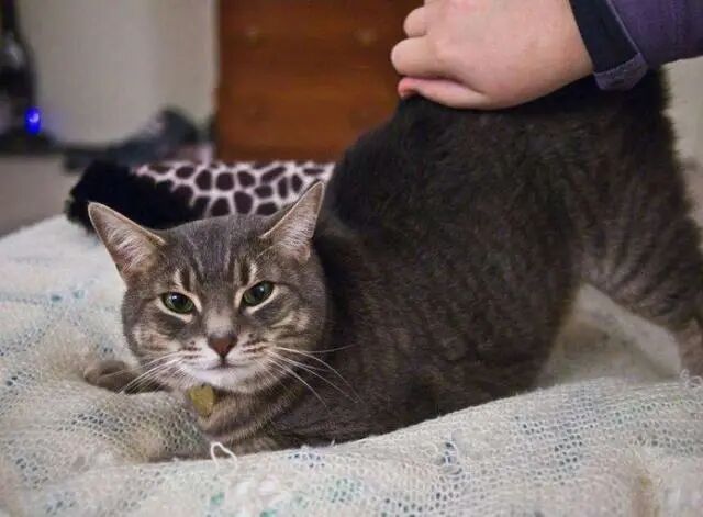 Expressing Pleasure and Satisfaction