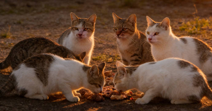 A group of stray cats gathered together