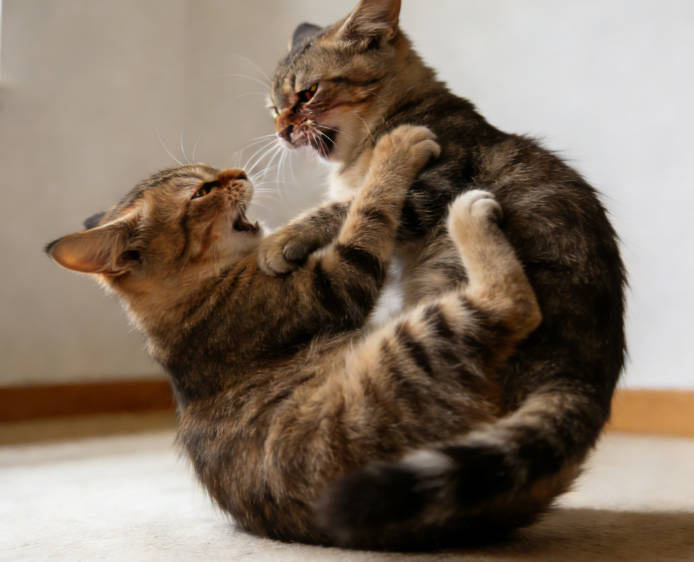 Cat fight: let's see who’s the boss