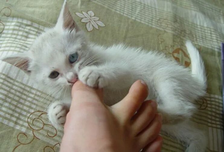 let's talk about the reasons why cats like biting ankles