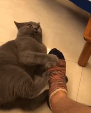 Reasons why cats bite your feet