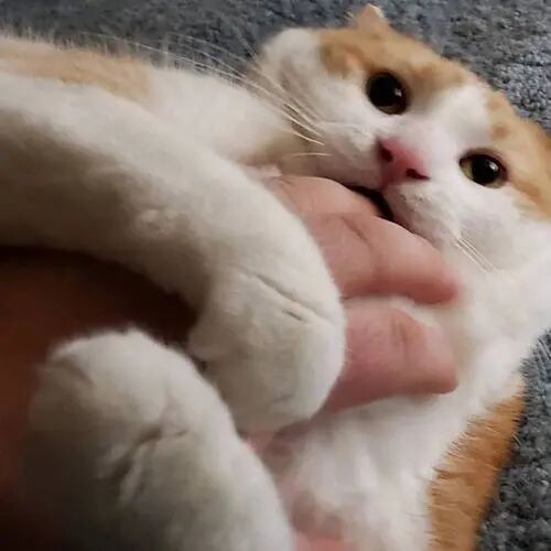 your cat may be trying to communicate something important