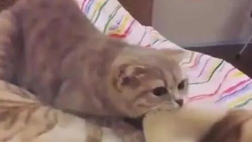 your cat may be trying to communicate something important