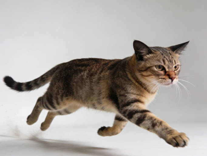 A cat sprinting with a biological reflex