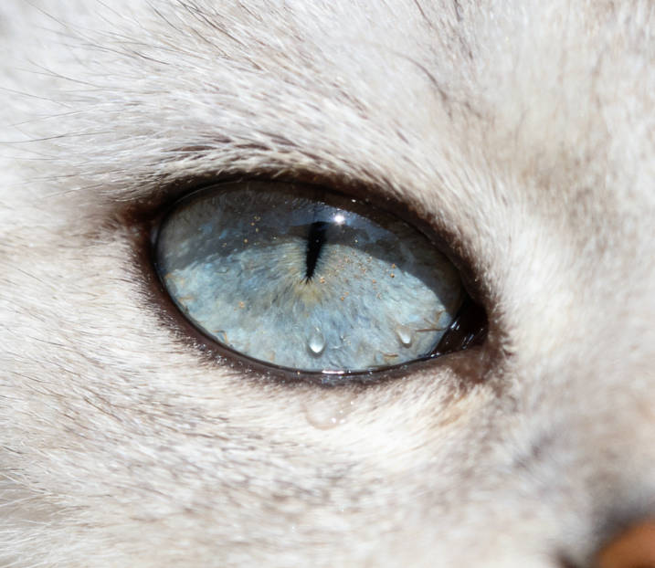 There is a foreign object in the cat's eye