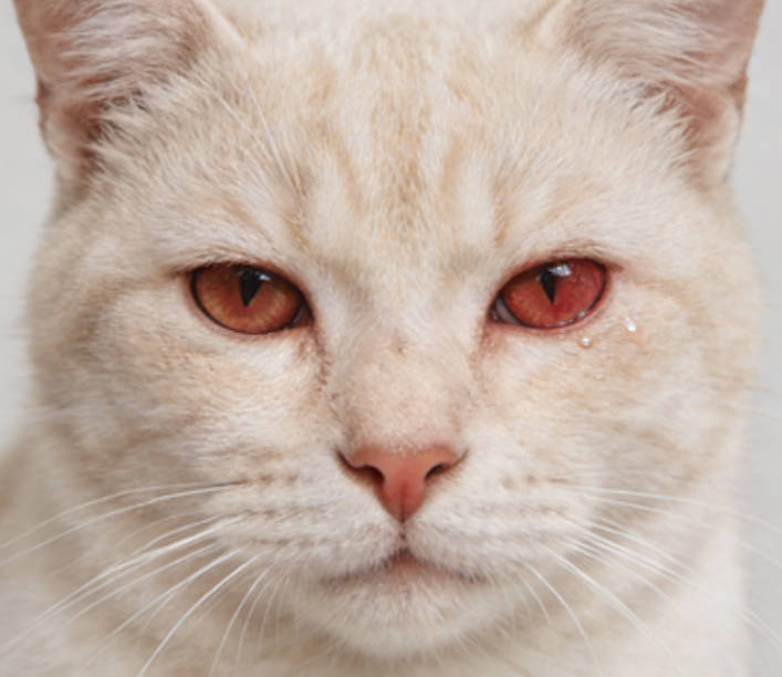 Anchor-like dry eye appearance