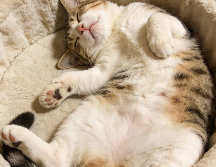 A cat sleeping on its back safely and comfortably
