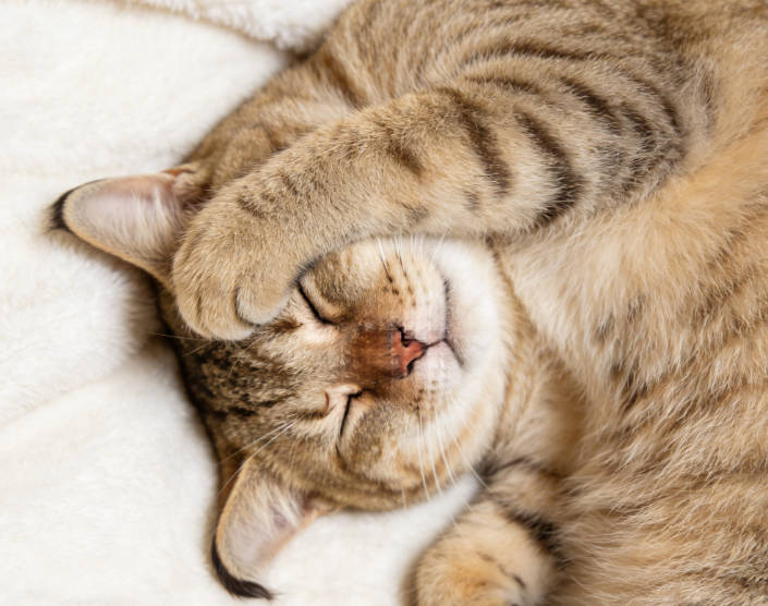 The cat looks uncomfortable in the head