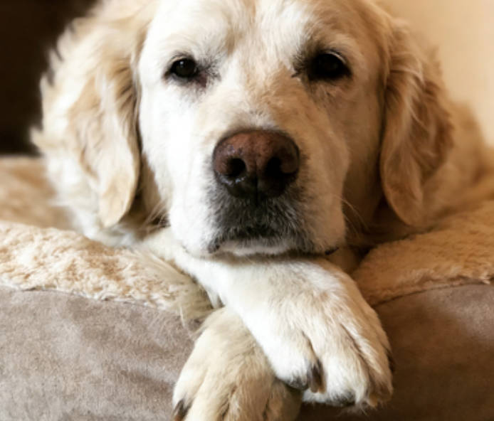 Senior pets